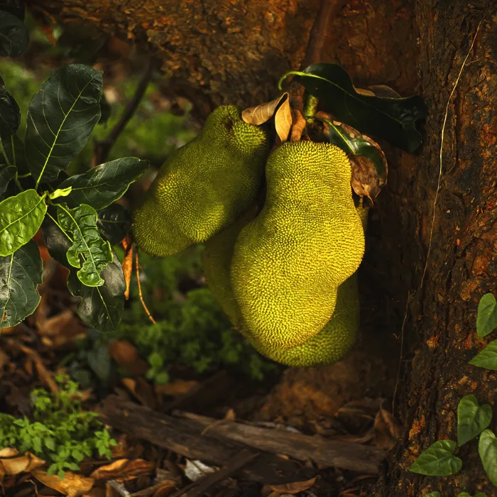 Jackfruit